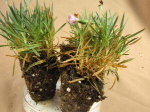 Figure 1: Dianthus plants showing browning and spotting of lower leaves caused by anthracnose.