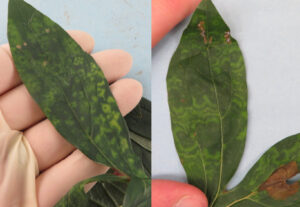 Leaves from a peony infected by TRV.