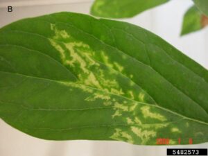 Chlorotic Line pattern in peony associated with TRV infection