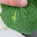Chlorotic pattern developing along leaf vein of TRV positive hosta.