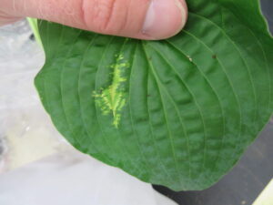 Chlorotic pattern developing along leaf vein of TRV positive hosta.