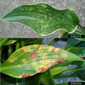 Chlorotic mottling and chlorotic and necrotic ringspots associated with TRV in infected hosta.