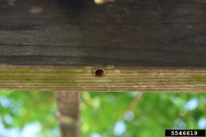 A perfectly round hole in a beam.