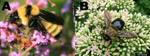 Image A shows a fuzzy bee on a flower. Image B shows a different large bee on a flower. The bee has yellow hair on its thorax and a black, shiny abdomen.