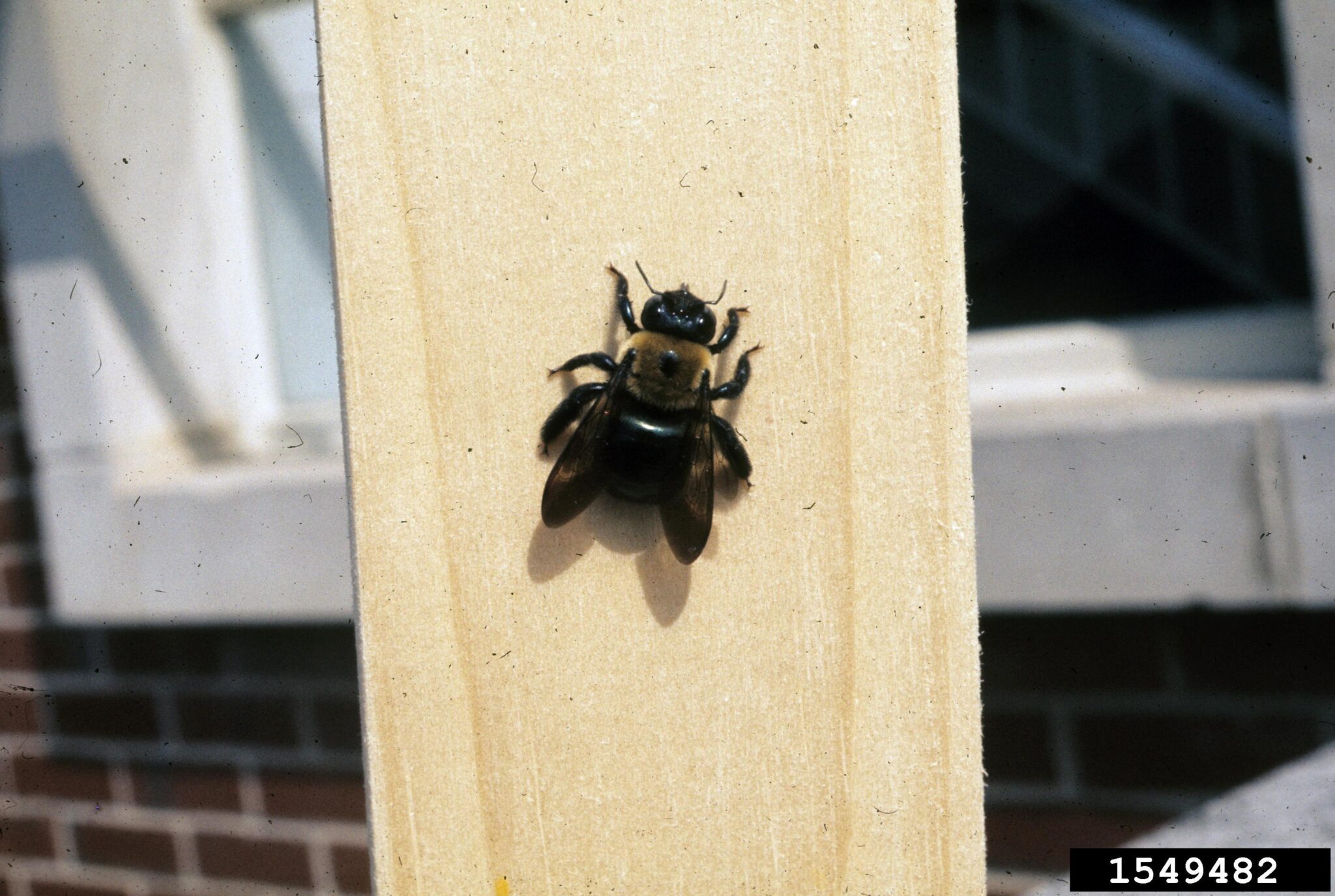 Carpenter bees What’s that buzzing around your porch? Purdue