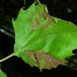 Figure 1. Anthracnose is a yearly problem on sycamore in the Midwest.