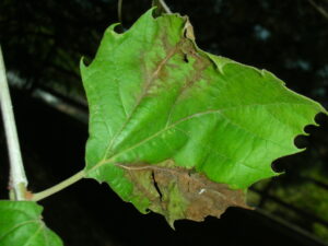 Figure 1. Anthracnose is a yearly problem on sycamore in the Midwest.