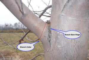 Identify the branch collar and branch bark ridge to perform a good cut, which is just outside the line.