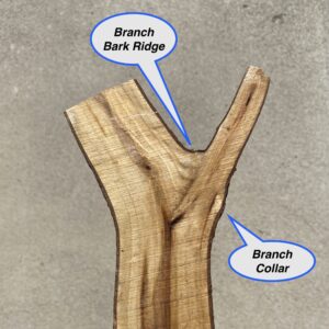 An internal view of the branch collar and branch bark ridge revealing the intermingled stem and branch wood fiber.