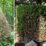Two bushes that have been attacked by box tree moth. One is cone shaped and completely defoliated. It looks brown and slightly dry. The other is a hedge and is partly defoliated. The damage is clearly more severe in a central point and spread out from there.