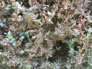 A close up for boxwood twigs. Many of the leaves are dead and messy webs tightly cover the twigs.