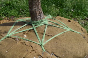 twine on packaged tree