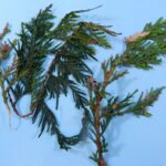 Figure 2 Arborvitae branches showing tip dieback caused by Pestalotiopsis and Phyllosticta. Photo Credit: PPDL