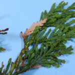 Figure 3 Arborvitae tip dieback caused by the fungus Phyllosticta. Photo Credit: PPDL