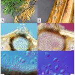 Figure 5 Symptoms and signs of arborvitae needle blight caused by Phyllosticta thujae. A: Branch symptoms; B: Pycnidia produced by the fungus; C-F: Microscopic view of a leaf section including the pycnidium and asexual spores. Photo Credit: Bruce Watt, University of Maine, Bugwood.org