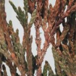 Figure 6 Branch dieback of Juniper caused by Pestalotiopsis. Small gray/black tendrils of spores are being exuded out of the fungal structures growing within affected branches. Photo Credit: Purdue Tree Doctor App, used with permission
