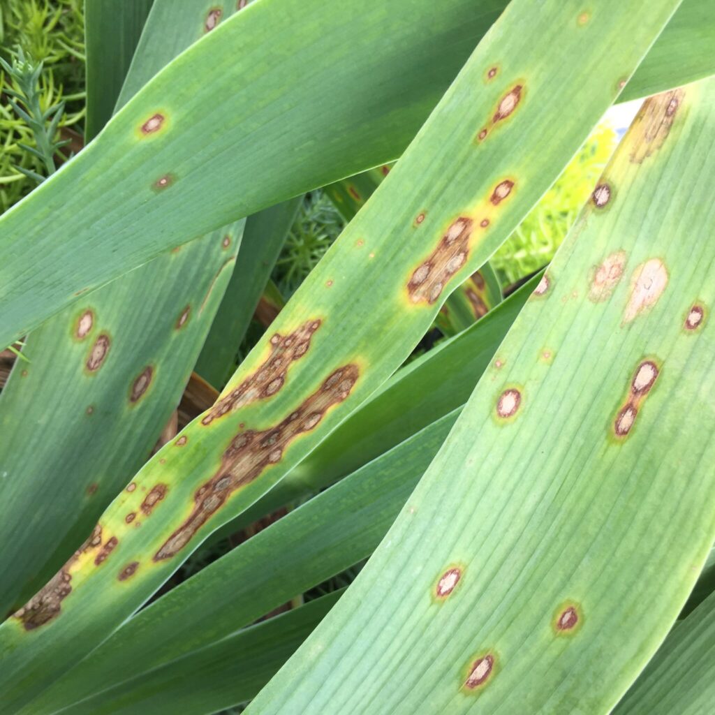 iris-leaf-spot