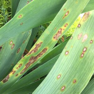 When conditions are right iris leaf spot lesions may coalesce, blighting the entire leaf.
