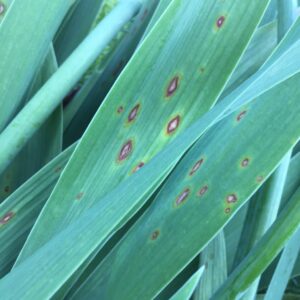 Iris leaf spot lesions tend to be elliptical with tan centers and a yellow halo.