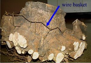 wire in roots