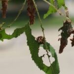 Bagworms eating a maple leave and covering themselves with green foliage.