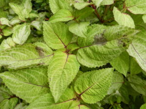 1. Early stage of downy mildew leaf spot symptoms on coleus