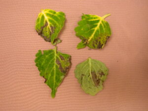 2. As downy mildew develops large areas of leaves may become necrotic