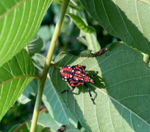 Figure 2. Red immature stage of SLF (fourth instar) feeding on leaves of tree of heaven in Vevay, IN. Photo taken by Ren Hall (DEPP).