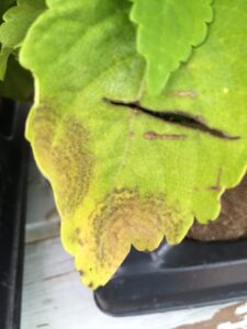 4. A) Downy mildew lesions showing concentric rings, a symptom often associated with virus disease