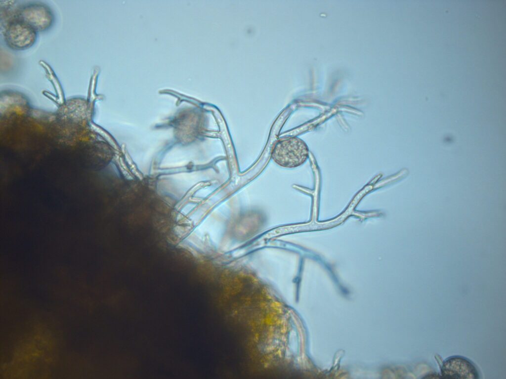 Coleus lab report 06 picture