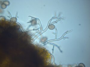 6. Microscope view of coleus downy mildew spores