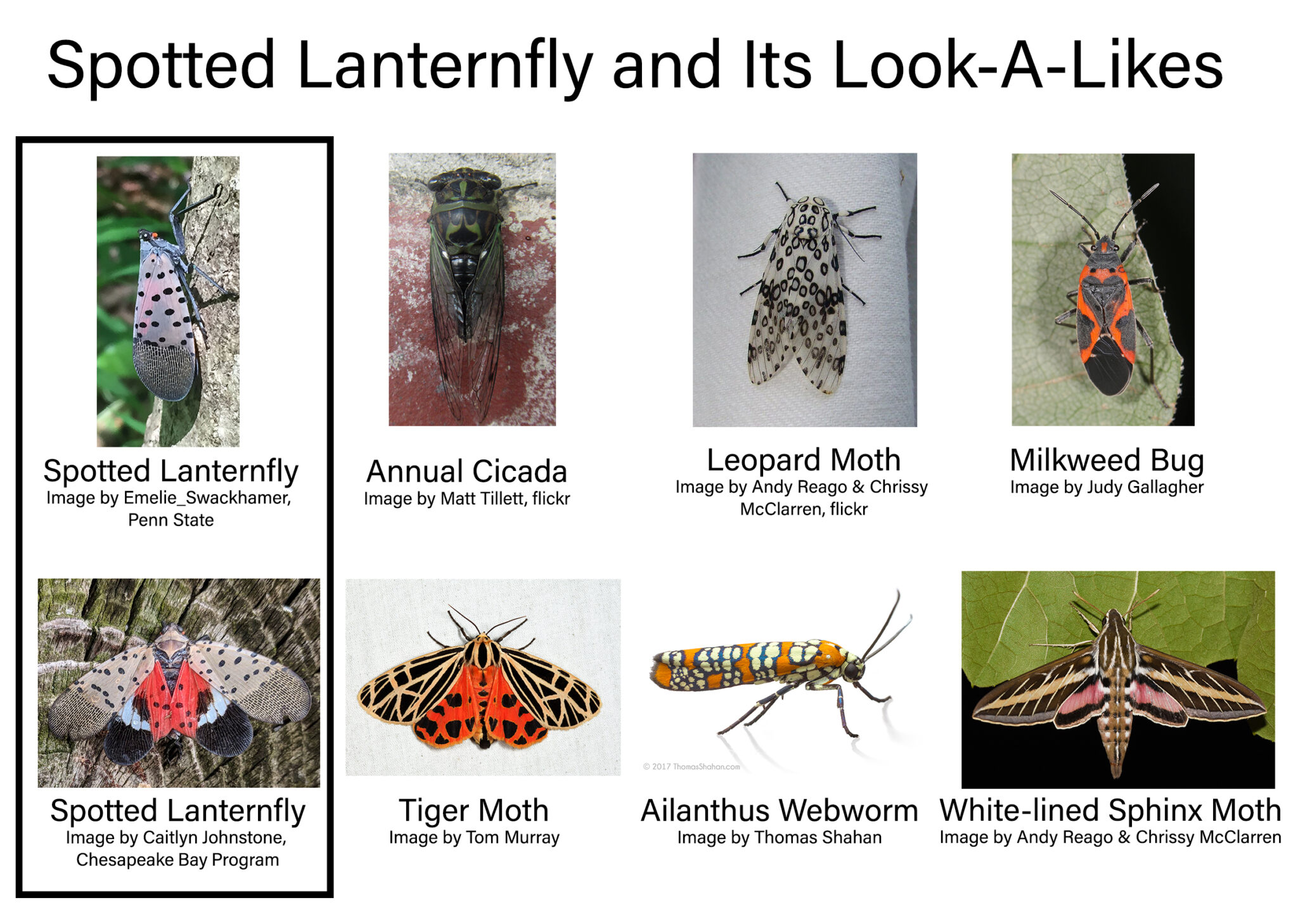 Figure 6. Be aware of insects that resemble SLF when reporting spotted lanternfly.