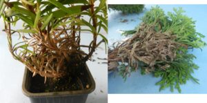 Figure 3: Web blight symptoms on container grown rosemary (left) and arborvitae (right).