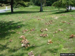 A grassy area with clumps of dead leaves littered across it. The leaves appear to still be attached to their twigs.