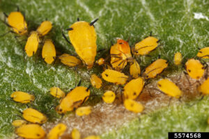 An extreme close up of the aphids. They are various sizes but all are bright yellow and have black legs. They are on a milkweed leaf.