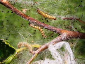 Fall webworms and fecal pellets feeding in web.
