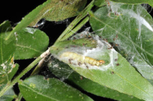 Late stage mimosa webworm caterpillar, webs and fecal pellets. 