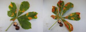 Guignardia blotch symptoms on horsechestnut with typical, irregular blotches on affected leaves. Photo Credit: PPDL