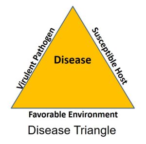 The disease triangle with the three required factors: a virulent pathogen, susceptible host, and favorable environment Photo Credit: PPDL