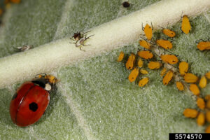 A ladybug with two spots on its back eating a bright yellow aphid. More aphids are on the opposite side of the screen. All insects sit on a milkweed leaf.