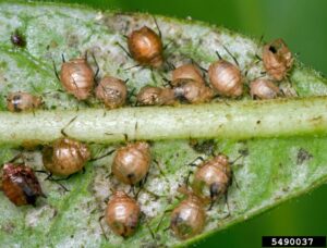 Numerous brown aphids with black legs on a milkweed plant.