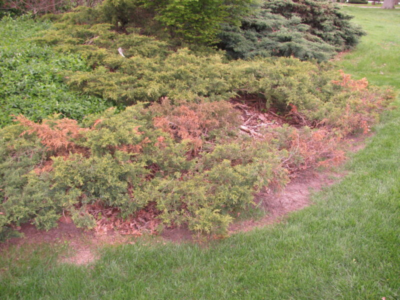 Tip blights of Juniper