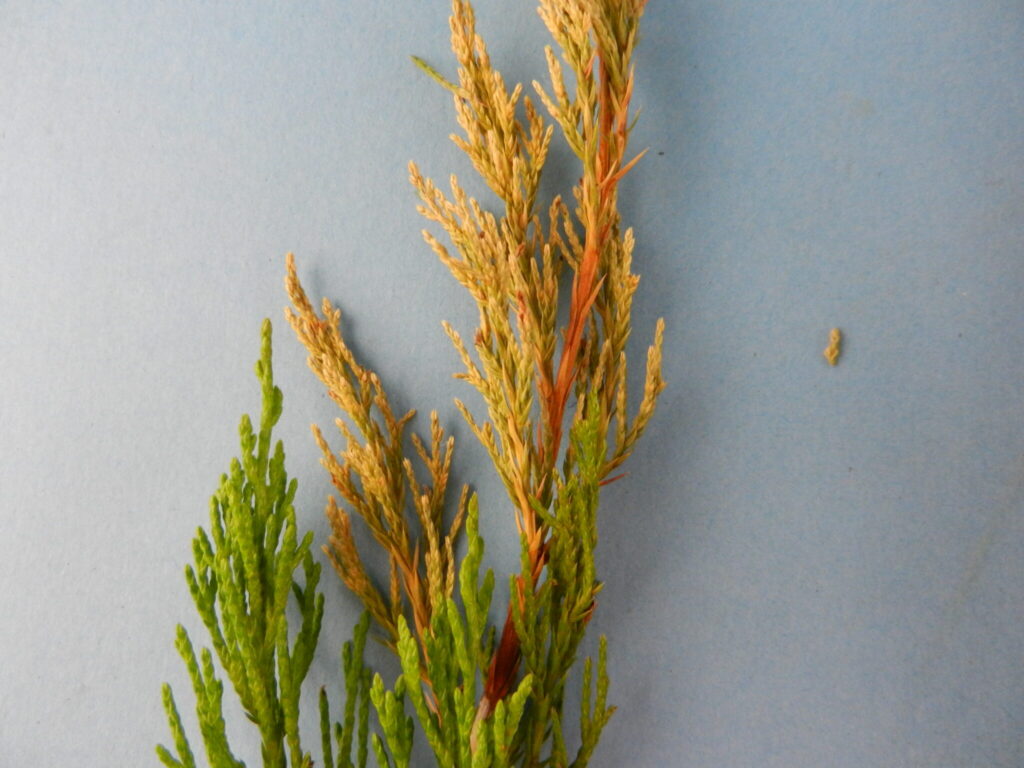 Tip blights of Juniper