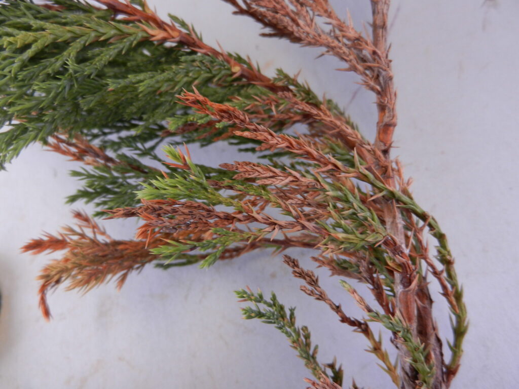 Tip blights of Juniper