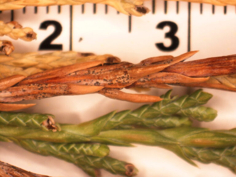 Tip blights of Juniper