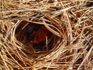 A woolly bear caterpillar (sharply furry, black and brown striped) curled in a circular “nest” of dead pine needles. 