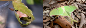 The image on the left shows a dried green leaf curled around something fibrous and brown. The image on the right shows two Luna moths resting on leaf litter. 