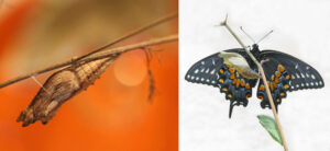 The image on the left shows a brown, textured chrysalis attached to a dead piece of grass. The chrysalis is pointed at the ends and is longer than it is wide. The background is bright orange. The image on the right shows a swallowtail butterfly that has just emerged from the chrysalis in front of it. The butterfly is mostly black with orange, blue, and pale yellow spots. 