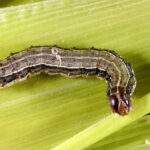 A fall armyworm caterpillar with characteristic stripes and inverted, light-colored Y-shape on the head