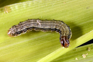 A fall armyworm caterpillar with characteristic stripes and inverted, light-colored Y-shape on the head 